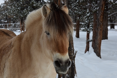 Fjord Horse